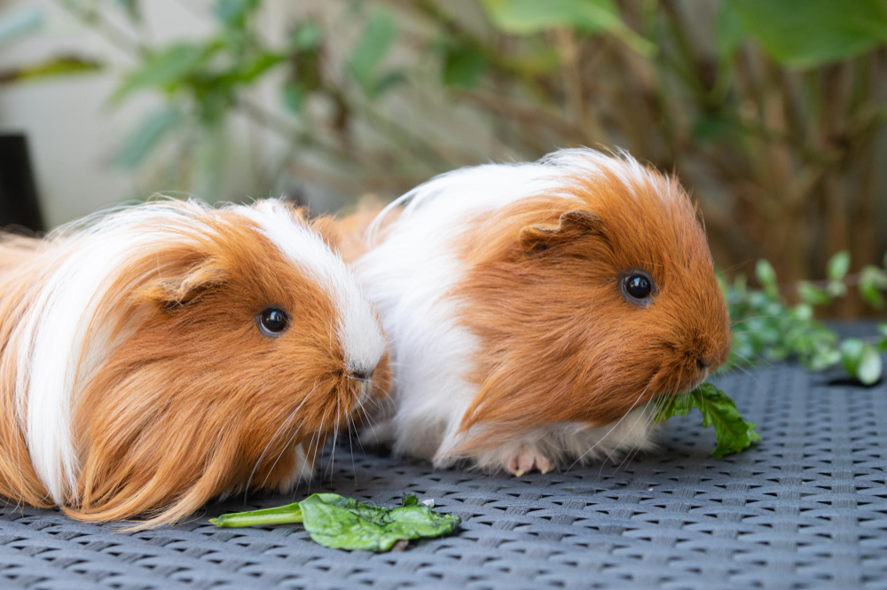 Curated visual reference: Guinea Pig Health Treatment Reference: 8 Smart Tips To Take Care Of Guinea Pigs Health